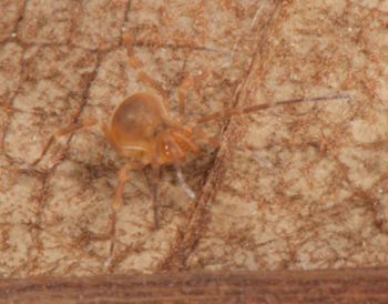 Media type: image;   Invertebrate Zoology 136540